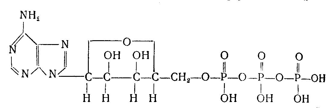 Аденозинтрифосфорная кислота (АТФ)